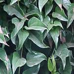 Guaco, eficaz expectorante y contra la tos