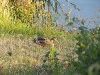 Paseo por La Granda con pajarinos