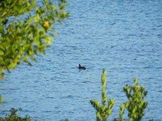 Paseo por La Granda con pajarinos
