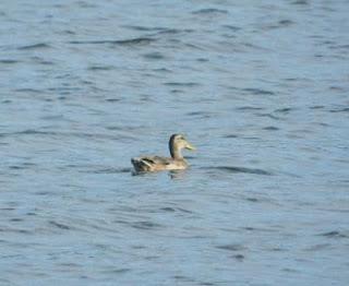Paseo por La Granda con pajarinos