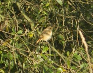 Paseo por La Granda con pajarinos