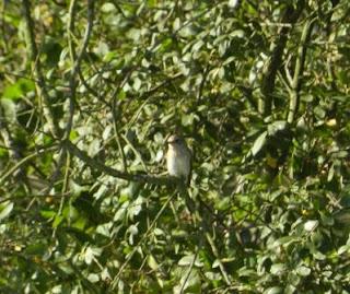 Paseo por La Granda con pajarinos