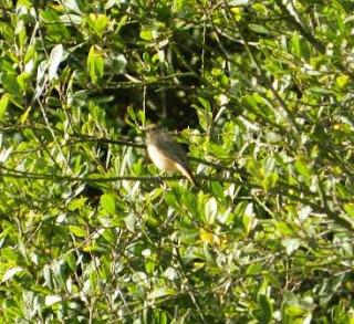 Paseo por La Granda con pajarinos