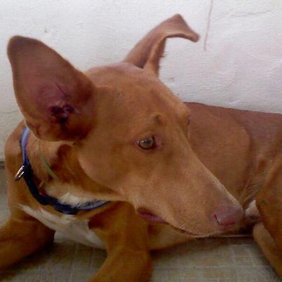 Foto: Lolo, nuestro podenco sigue buscando un hogar http://protectorarau.wordpress.com/2012/08/20/lolo-podenco-busca-casa/ ¿Lo adoptas? Contacto: 668802300 - 677191071 - ayudarau@gmail.com Está en Ronda, Se envía a toda españa