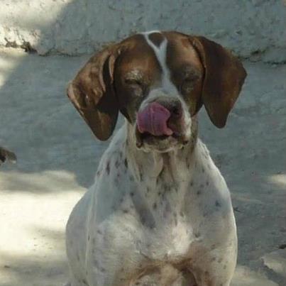 Foto: Wanda: Esta perrita pertenece al rescate que varios de nuestros voluntarios hicieron este verano del 2011 a un cazador, se le requisaron 11 perros en malas condiciones. Wanda es una de ellos , de raza pointer y tiene fecha de nacimiento del 25-02-2004 Ha sido propiedad de al menos 4 cazadores.  Se encuentra castrada y en casa de acogida .  Ella es una perra que no está acostumbrada a las caricias ni a una casa, por eso agradece cualquier comodidad que le doy. Es un poco temerosa con gente extraña, ruidos o gestos bruscos parece que está esperando que algo/alguien le haga daño pero enseguida se rinde a una caricia y mueve su cola. No da un ruido en casa, se lleva genial con los otros perros. Cuando sale a pasear le encanta correr. Es sencillamente estupenda, una gran compañera  Contacto: ara03lucky@hotmail.com