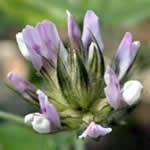 Culen, plantas medicinales