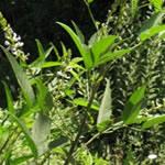 Culen, plantas medicinales