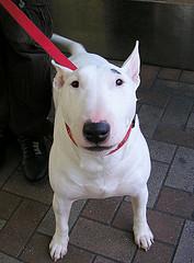 Cómo enseñar a un perro a pasear sin tirar de la correa