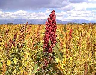 QUINUA: El Oro de los Inkas