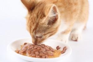 Comentario en Receta de comida casera (II) Para gatos por Peluca