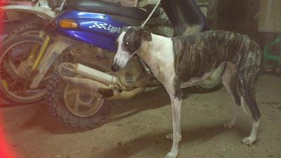 GALGA EN ADOPCIÓN, YA NO LE SIRVE AL CAZADOR.