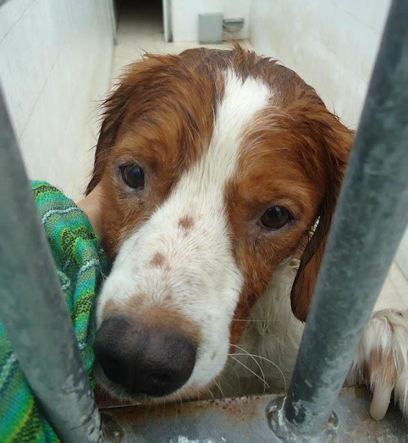 MUY URGENTE!! BRETÓN MACHO ENTREGADO POR SU DUEÑO EN LA PERRERA. (BADAJOZ)