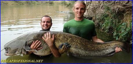 SILURO MEQUINENZA PESCA GUIADA DEL SILURO EN OCTUBRE