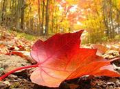 Colaboraciones: Otoño