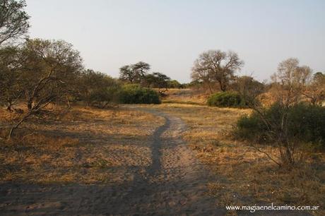 ¿Cómo es la vida en los campamentos de Savuti y Linyanti, en el Parque Nacional Chobe?