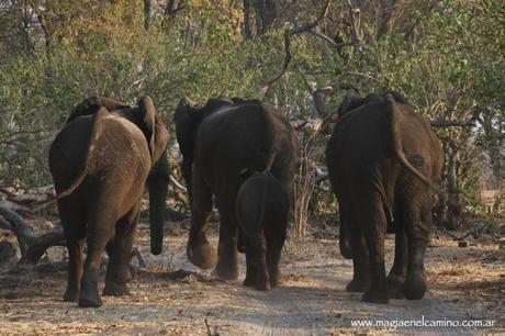 ¿Cómo es la vida en los campamentos de Savuti y Linyanti, en el Parque Nacional Chobe?