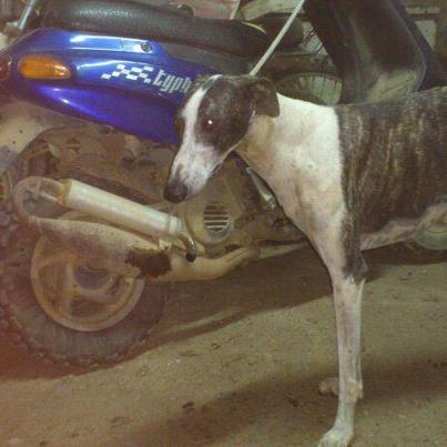 Foto: Esta pobre galga llamada Sombra es de un cazador de la zona donde vivo, ya no le sirve para la caza, tiene muchos galgos y cuando ya no están a la altura se deshace de ellos de una forma que mejor no voy a contar, porque según me dice no puede mantener a un animal que no le sirve para nada.    Conocí a este hombre hace unos meses cuando una amiga me dijo lo que hacía, se iba a deshacer de Capote, un precioso galgo de tres años que ya no corría lo suficiente.  Me puse en contacto con él y le dije que me diera unos días para buscarle adopción y por suerte una asociación me ofreció ayuda y ya está adoptado.  Ayer me volvió a llamar diciendo que tenía a otra galga que ya no le servía y que como yo le dije que antes de deshacerse de otro perro antes por favor me llamara lo ha hecho.  Le he pedido que me de una semana para difundirla por lo que PIDO POR FAVOR DIFUSIÓN ATOPE para salvar a esta perrita de un cruel destino.  Yo soy la persona de contacto: glorialaraneyra@hotmail.com  Gloria 656672416