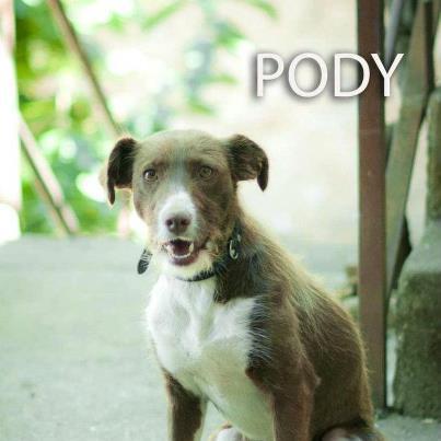 Foto: Por favor correr la voz, mi chiquitina , Pody se ha escapado en Miajadas (Cáceres) , es una podenca pero la abandonaron por NO cazar, tampoco puede ya criar  Tiene en el collar el nombre de María Leza y su teléfono  por favor es podenca de caSa, si la ves avisa a Marisol al   661 54 91 24,