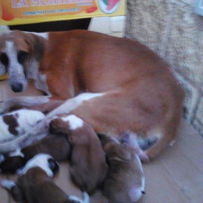 Foto: se necesita ayuda para una mama galga recién paridad. Esta mama esta en un polígono industria donde corren mucho peligro tanto para la mama como los bebes. Ayuda. Estamos des bordaba con tantos animales.   lolidalo @gmail. Com