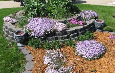 Alfombra Phlox, una gran cubierta vegetal
