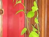 Poca luz, plantas interior