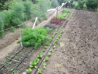 LA ACTIVIDAD EN EL HUERTO EN SEPTIEMBRE