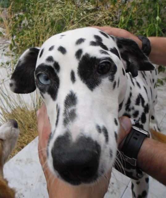 TOM, DÁLMATA DE 18 MESES, SORDO EN ADOPCIÓN MÁGINA ANIMAL JÓDAR (JAÉN)