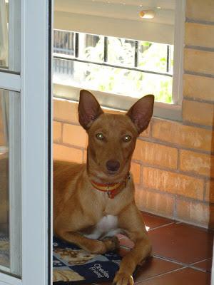Teckel y podenco perdidos en Sta Clara de Cuba, Sevilla.