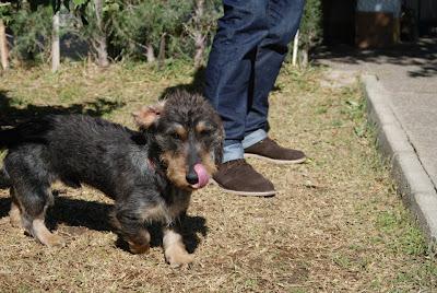 Teckel y podenco perdidos en Sta Clara de Cuba, Sevilla.