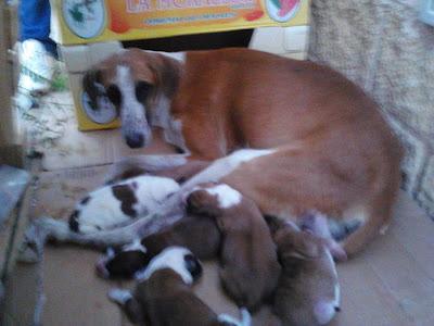 MAMA GALGA CON 7 CACHORROS !!NECESITAN ACOGIDAS!! (SEVILLA)