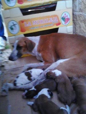 MAMA GALGA CON 7 CACHORROS !!NECESITAN ACOGIDAS!! (SEVILLA)