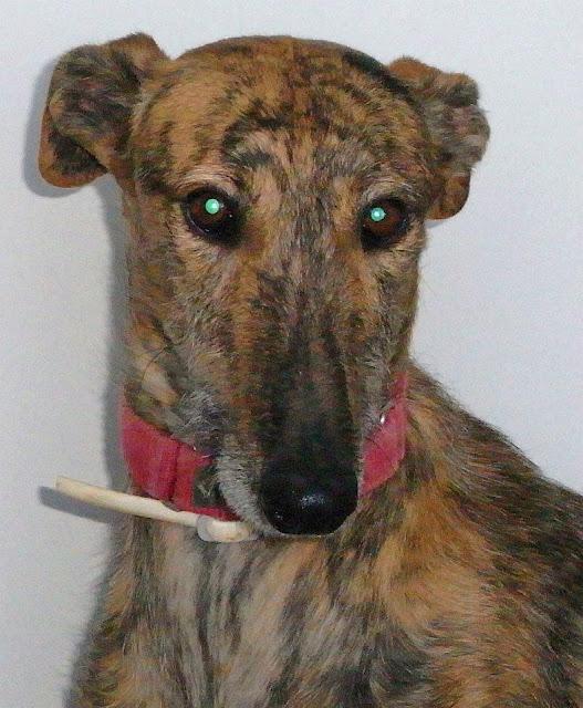 SYRIUS ¿QUIEN SE RESISTE A ESTA PRECIOSIDAD DE GALGO?