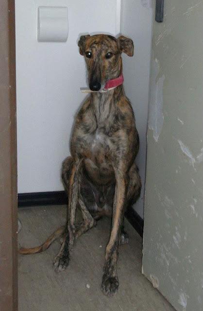 SYRIUS ¿QUIEN SE RESISTE A ESTA PRECIOSIDAD DE GALGO?