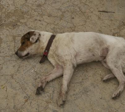 Perro reventado en Torrent (Valencia)