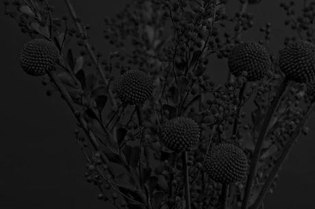 Flores en negro - Daniel Seung Lee