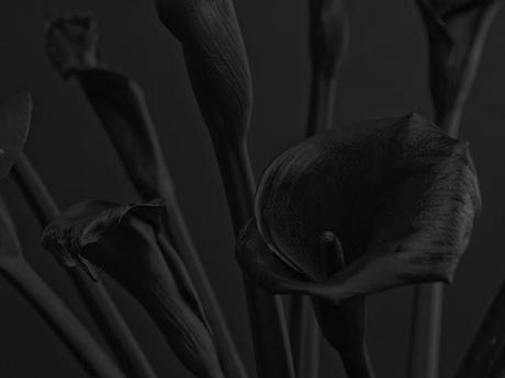 Flores en negro - Daniel Seung Lee
