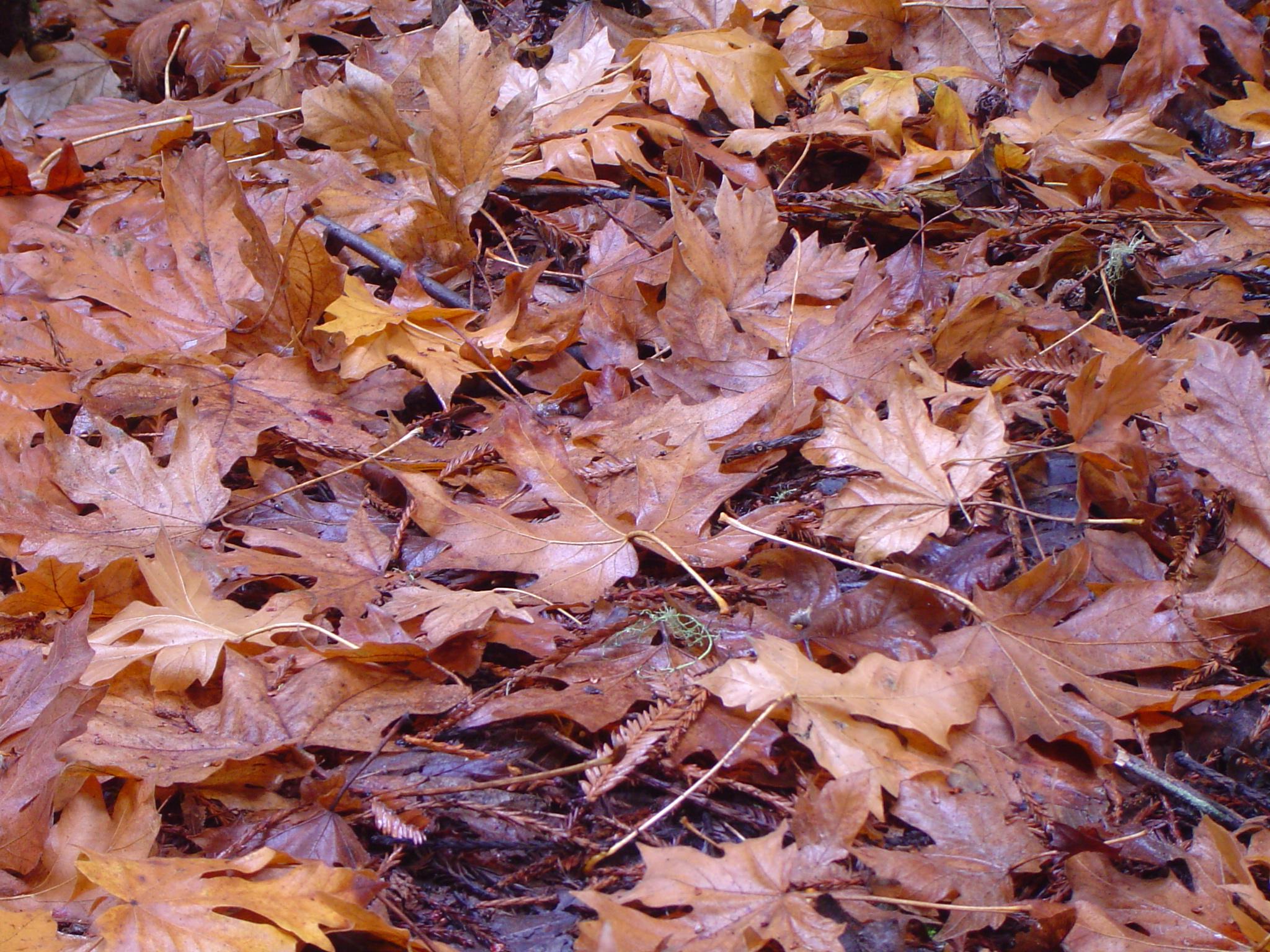 Colores de otoño: Hoja caída, con Clarins