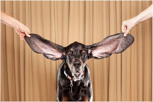 El perro con las orejas mas largas del mundo