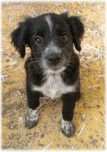 Bipa, preciosa cachorrita en adopción.