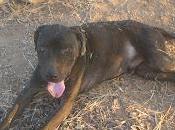 CRUCE PITBULL calle.‏