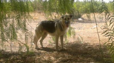 Pastora alemana en la calle...en Murcia muy urgente''' ¡¡ recién parida.. el dueño la ha echado fuera...‏