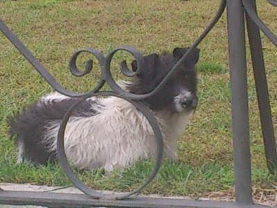 Kala. lleva tiempo abandonada en la calle. (Córdoba).‏