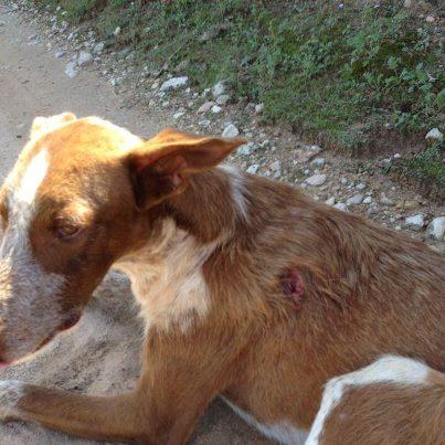 Foto: POR FAVOR AYUDA URGENTE PARA DADDY! Urge casa de acogida, está herido con una herida profunda que hay que curar diariamente, no puede estar en el campo! Varios perros han sido atropellados: Plata y Vigo van cojos pero Daddy está herido. Por favor hasta que se le cure la herida, una acogida urgente. Es un sol.  CONTACTOS: miriam_pedros@hotmail.com 630.53.00.97 emoll1981@gmail.com 630.12.76.40 La Ribera (Valencia)