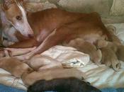 Quiere cachorros sean caSa... posible ella