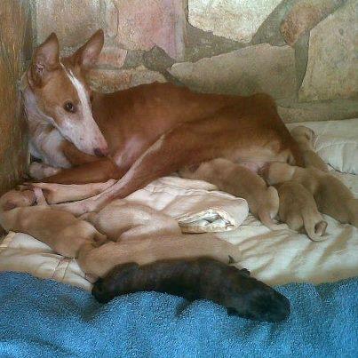 Foto: MAMA PODENCA....NECESITA AYUDA. es madre soltera, no nos presento a su novio...no sabemos quien es el papa de los bebes. esta mama esta cuidando a sus 9 bebes, y espera que les encontremos una familia  acada uno que los quiera tanto como ella. solo tienen 12 dias...tendran que estar con su mama un tiempo mas, hasta que esten listos para ser adoptados.. DIFUNDIR...ETIQUETAR...COLABORAR...estos bebes se merecen un futuro lleno de amor. se hara test de preadopcion, contrato y seguimiento. SE NECESITA AYUDA ECONOMICA PARA CUBRIR LOS GASTOS VETERINARIOS DE ESTOS BEBES. Contacto Gabriela 695237589  hocicosyhuellas@live.com almuadoptasalvaunavida@gmail.com