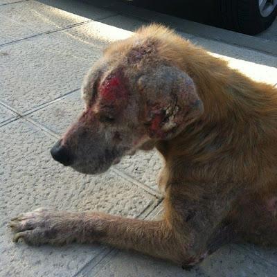 RONNY,un caso escalofriante, AYUDA!! (Córdoba)