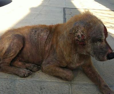 RONNY,un caso escalofriante, AYUDA!! (Córdoba)