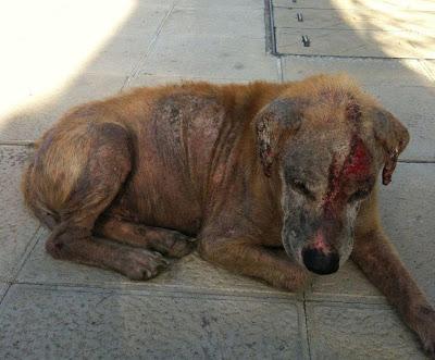 RONNY,un caso escalofriante, AYUDA!! (Córdoba)