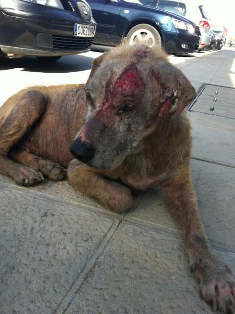 RONNY,un caso escalofriante, AYUDA!! (Córdoba)