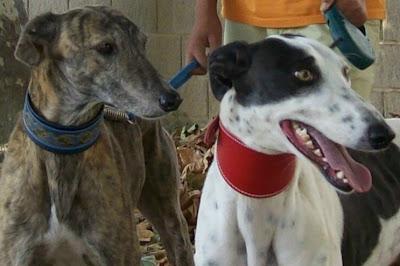 PETICIÓN DE FIRMAS PARA PROTEGER A LOS GALGOS EN EL PARLAMENTO EUROPEO.